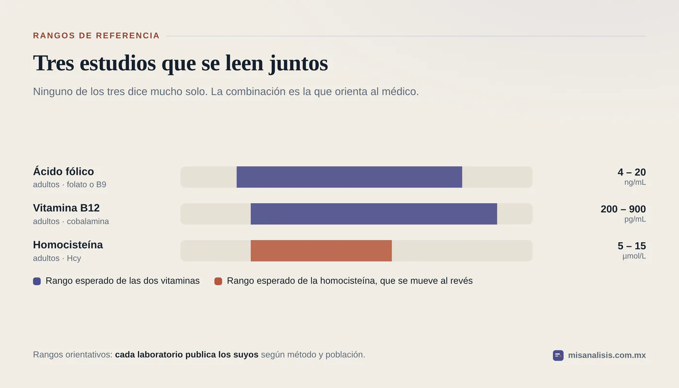 Tres rangos de referencia, cada uno en su pista: ácido fólico de 4 a 20 ng/mL, vitamina B12 de 200 a 900 pg/mL y homocisteína de 5 a 15 µmol/L.