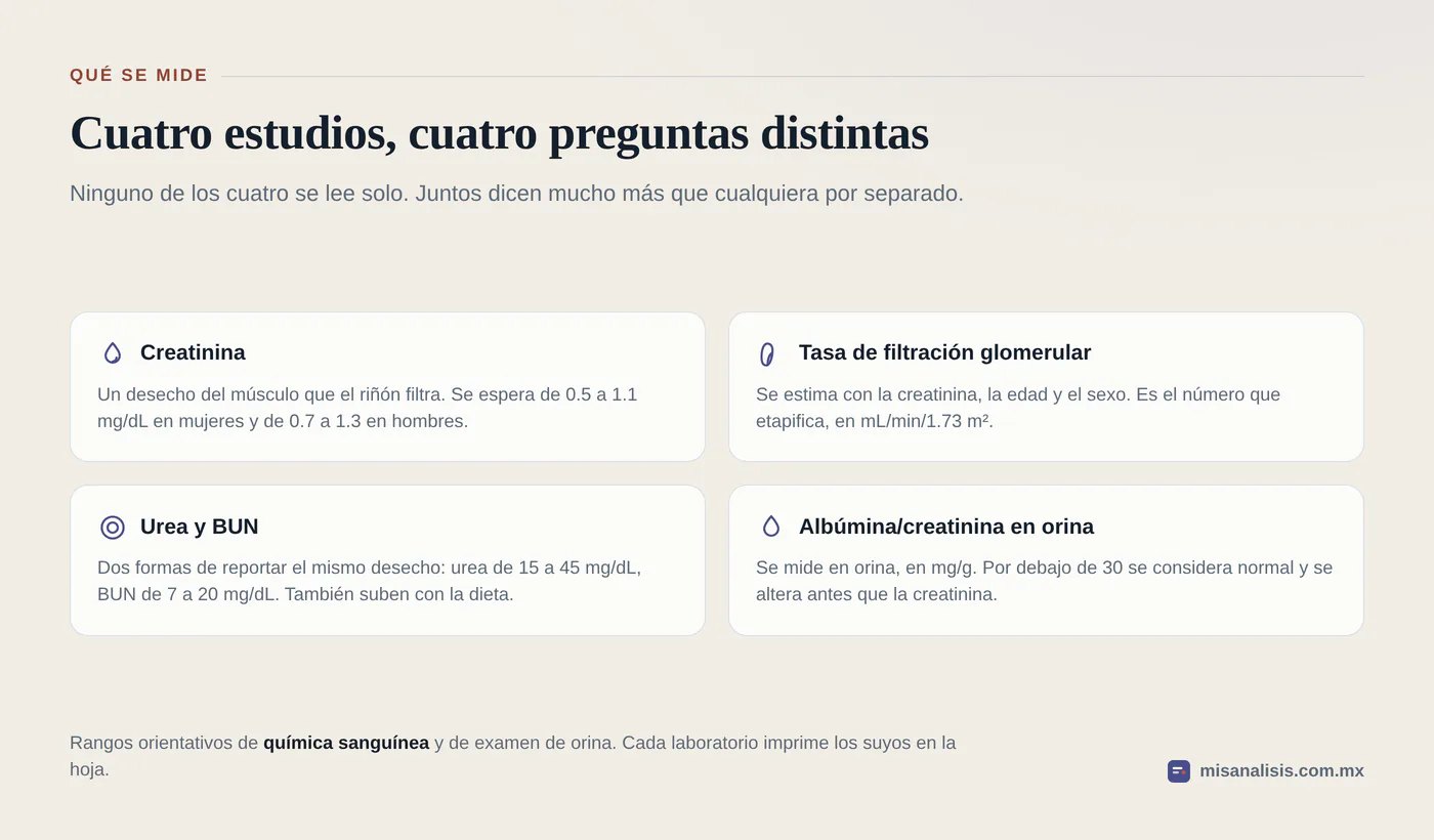 Cuatro estudios de función renal con sus rangos: creatinina de 0.5 a 1.3 mg/dL según el sexo, TFG en mL/min/1.73 m², urea de 15 a 45 mg/dL con BUN de 7 a 20, y albúmina en orina por debajo de 30 mg/g.