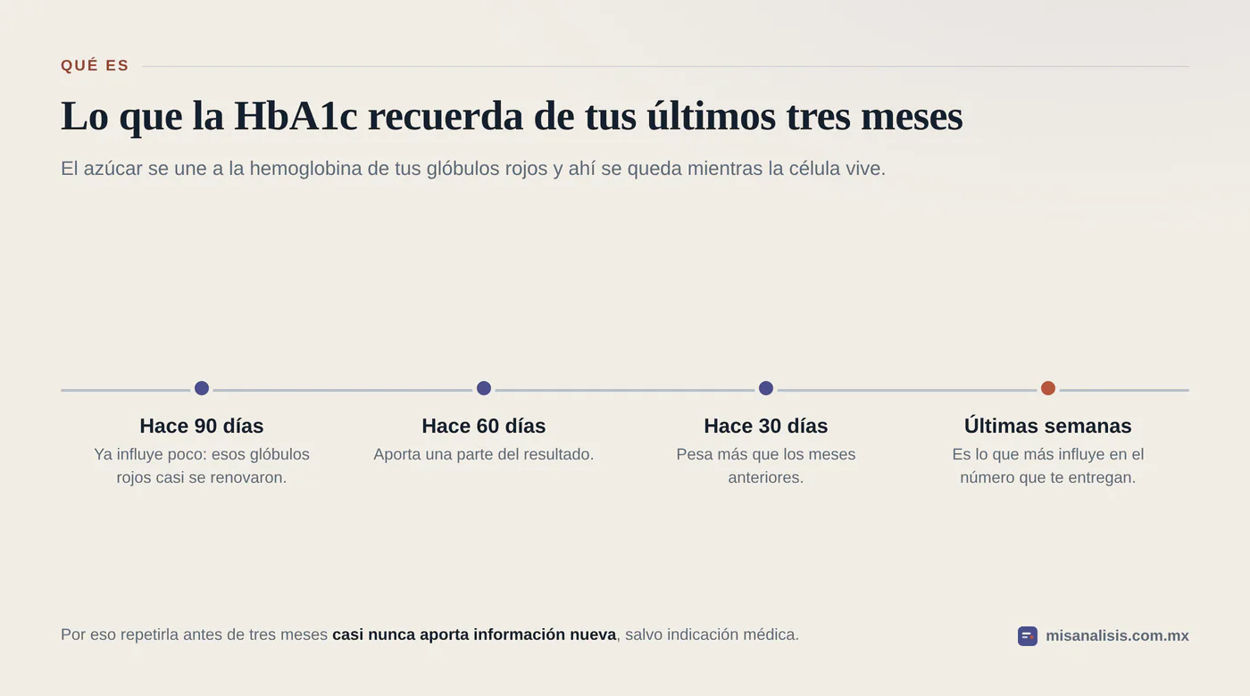 Línea de tiempo de noventa días que muestra cómo la hemoglobina glucosilada pesa más las últimas semanas que las primeras.