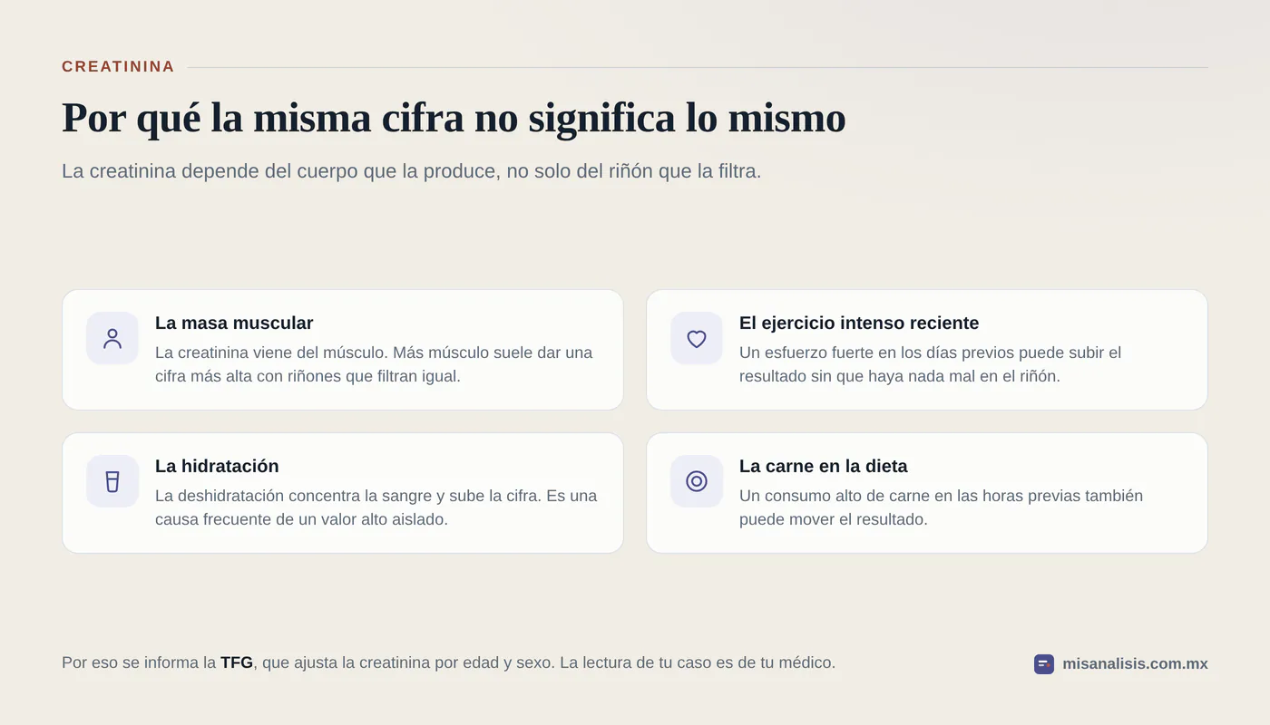 Cuatro factores que mueven la creatinina sin que el riñón esté enfermo: la masa muscular, el ejercicio intenso reciente, la hidratación y el consumo alto de carne.