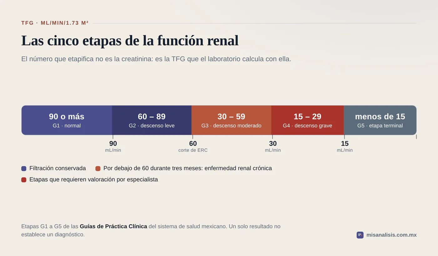 Escala de la tasa de filtración glomerular con cinco etapas: G1 con 90 o más, G2 de 60 a 89, G3 de 30 a 59, G4 de 15 a 29 y G5 con menos de 15 mL/min/1.73 m².