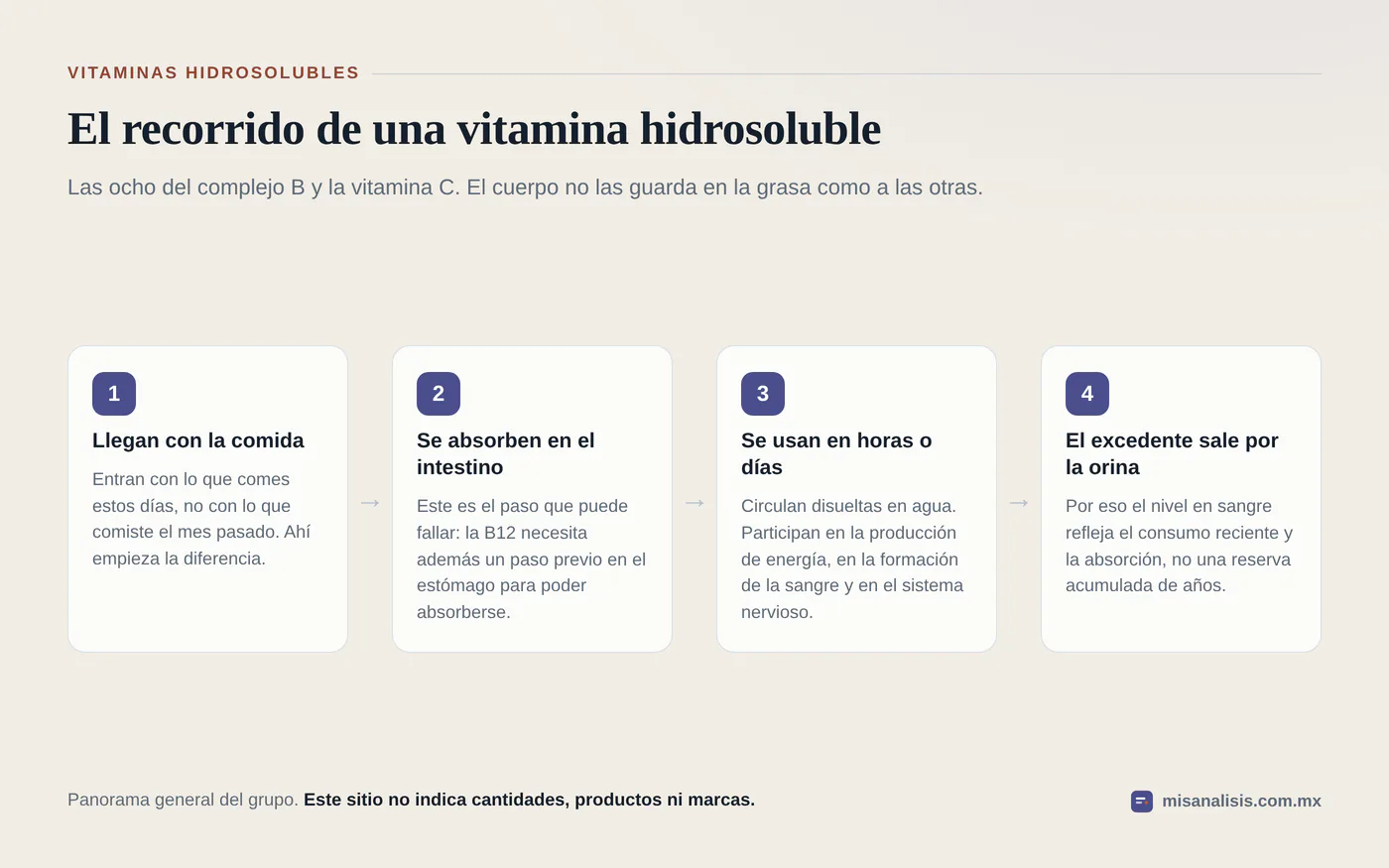Diagrama de cuatro pasos con el recorrido de una vitamina hidrosoluble: llega con la comida, se absorbe en el intestino, se usa en horas o días y el excedente sale por la orina.